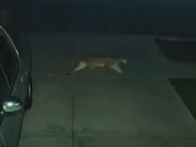 Mountain Lion Spotted Roaming Hanford Neighborhood Prompts Public Safety Concerns