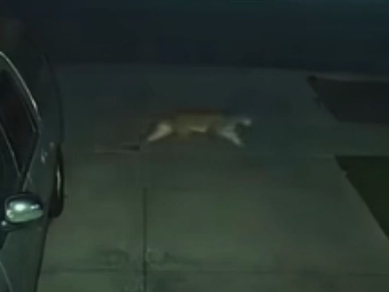 Mountain Lion Spotted Roaming Hanford Neighborhood Prompts Public Safety Concerns