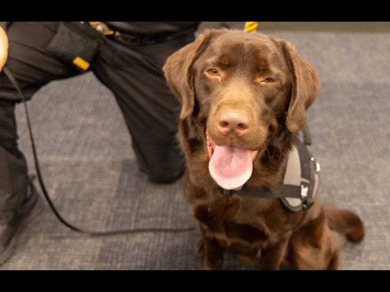 Orange County Probation Department Adds Three Comfort Dogs to Support Trauma Victims and Staff Through New WAGS Program